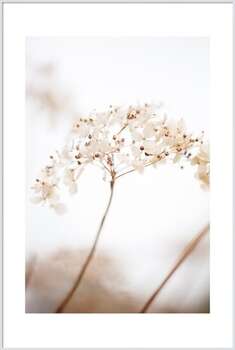 Poster Soft dried flower_brown