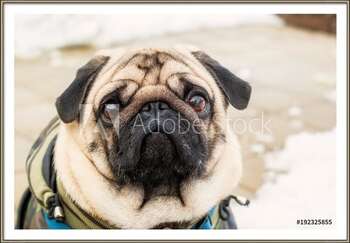Ingelijste poster Dog breed pug. Portrait of a pet