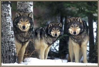 Ingelijste poster Wolves